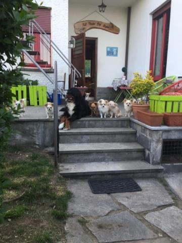 B&B Il Tempo Del Sogno Con Cani E Gatti Pet&Breakfast Baveno Exterior photo